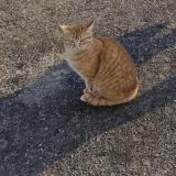 Picture of cat lost at Dreffeac
