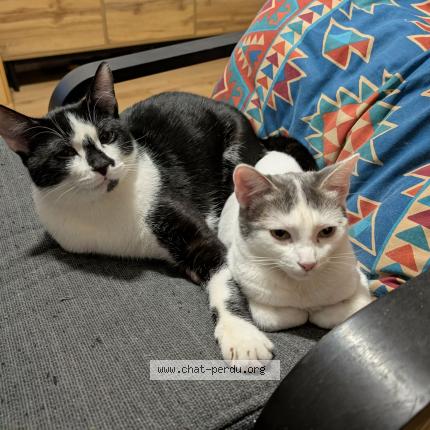 Photo 1/1 RenjiEtRukia Chat lost in Begles