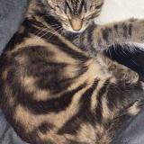 Picture of cat lost at Laon