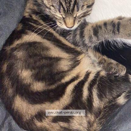 Photo 1/1 Popome Chat lost in Laon