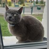 Picture of cat found at Grenay