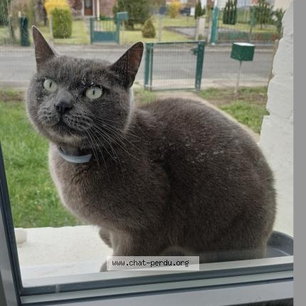 Photo 1/2 Found cat Found in Grenay