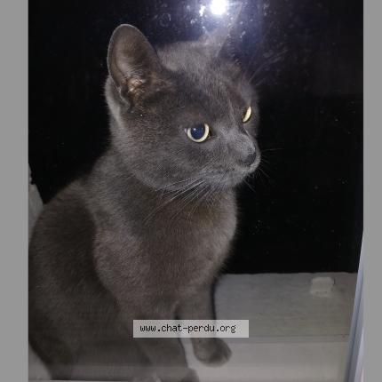 Photo 2/2 Found cat Found in Grenay