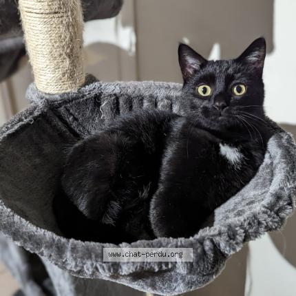 Photo 1/1 Sacha dit « Sassou » Chat lost in La ricamarie