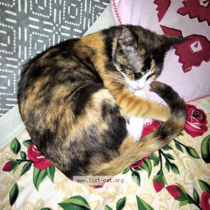 Photo 1/1 Coco Chat lost in Shikarpur