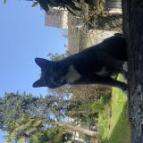 Picture of cat lost at Rennes