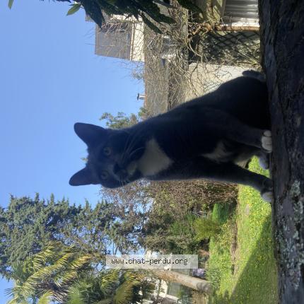 Photo 1/1 Wolverine Chat lost in Rennes