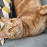 Picture of cat lost at La Varenne