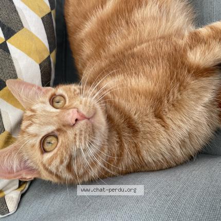 Photo 1/1 Garfield Chat lost in La varenne