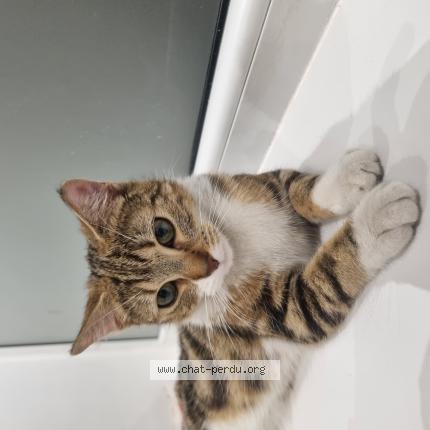 Photo 1/1 Found cat Found in Roubaix