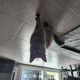 Picture of cat lost at Crossac