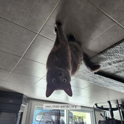 Photo 1/1 Zazou Chat lost in Crossac