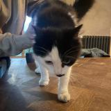 Picture of cat found at Brest