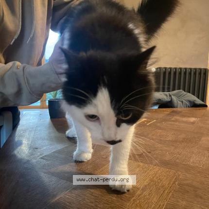 Photo 1/1 Found cat Found in Brest