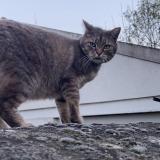 Picture of cat found at Melun