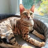 Picture of cat lost at Bourgoin Jallieu