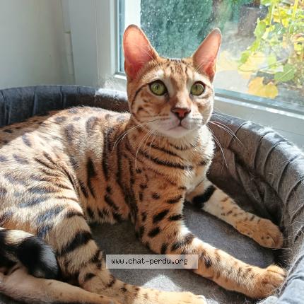 Photo 1/1 ABBIE Chat lost in Bourgoin jallieu