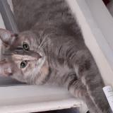 Picture of cat lost at Rochefort