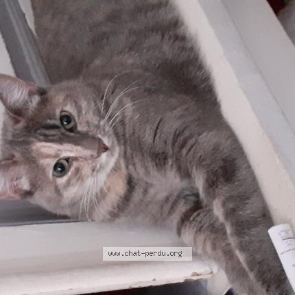 Photo 1/1 Bijou Chat lost in Rochefort