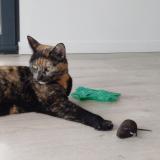 Picture of cat lost at Riom