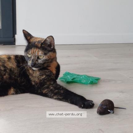 Photo 1/1 Lilou Chat lost in Riom