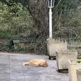 Picture of cat found at Saint Hippolyte Du Fort