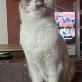 Picture of cat lost at Calmont