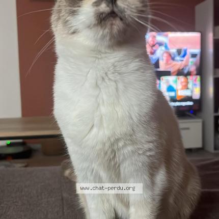 Photo 1/1 Rasta Chat lost in Calmont