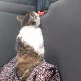 Picture of cat found at Haine Saint Pierre