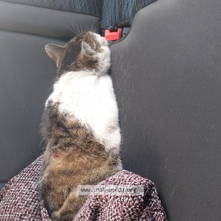 Photo 1/1 Found cat Found in Haine saint pierre