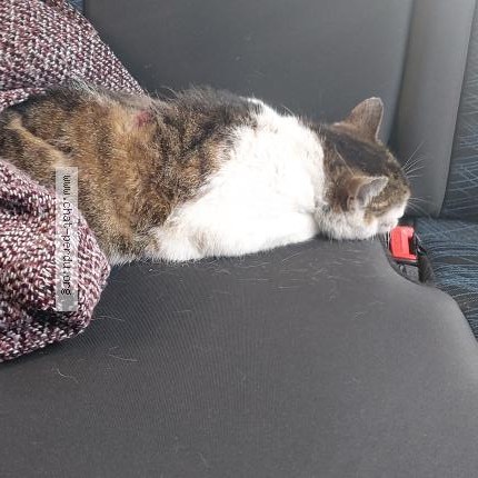 Foto 1/1 Kat gevonden Gevonden in Haine Saint Pierre