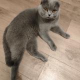 Picture of cat lost at Colombes