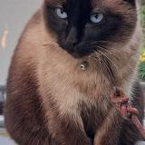 Picture of cat lost at Saint Ay