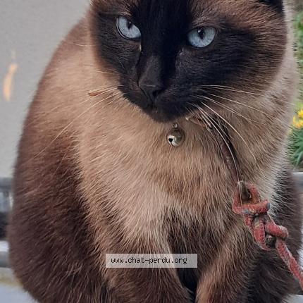 Photo 1/1 Pistache Chat lost in Saint ay