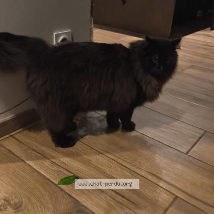 Photo 1/1 Cacahuète Chat lost in Saint chamond