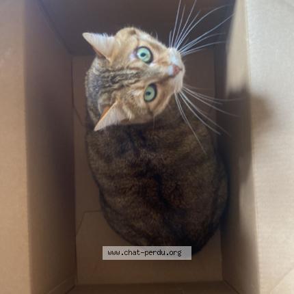 Photo 1/1 Gaston Chat lost in Lausanne