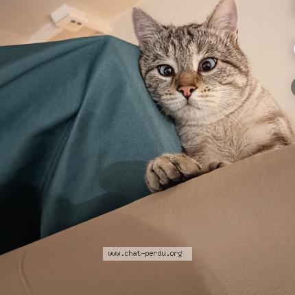 Photo 1/1 Toutou Chat lost in Saint genis laval le