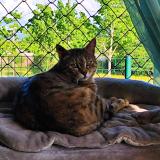 Picture of cat lost at Rives