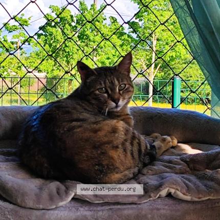 Photo 1/1 Ketine Chat lost in Rives