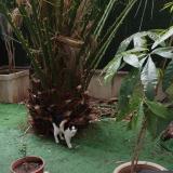 Picture of cat found at Nice