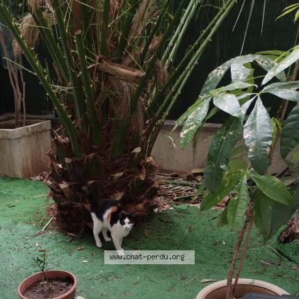 Photo 1/1 Found cat Found in Nice