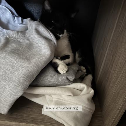 Photo 1/1 J&rsquo;allai Chat lost in Saint andre les vergers