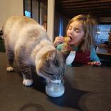 Picture of cat lost at Gasques