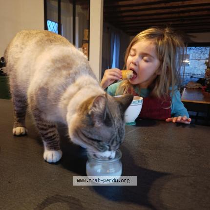 Photo 1/1 Sia Chat lost in Gasques