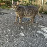 Picture of cat lost at Chateaurenard