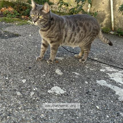 Photo 1/1 Nacho Chat lost in Chateaurenard