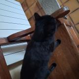 Picture of cat found at Thoury