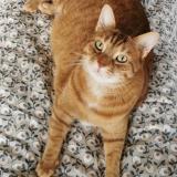 Picture of cat lost at Dijon