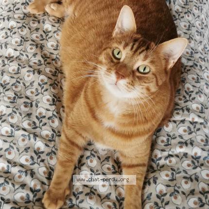 Photo 1/1 Brookie Chat lost in Dijon