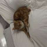 Picture of cat lost at Brue Auriac